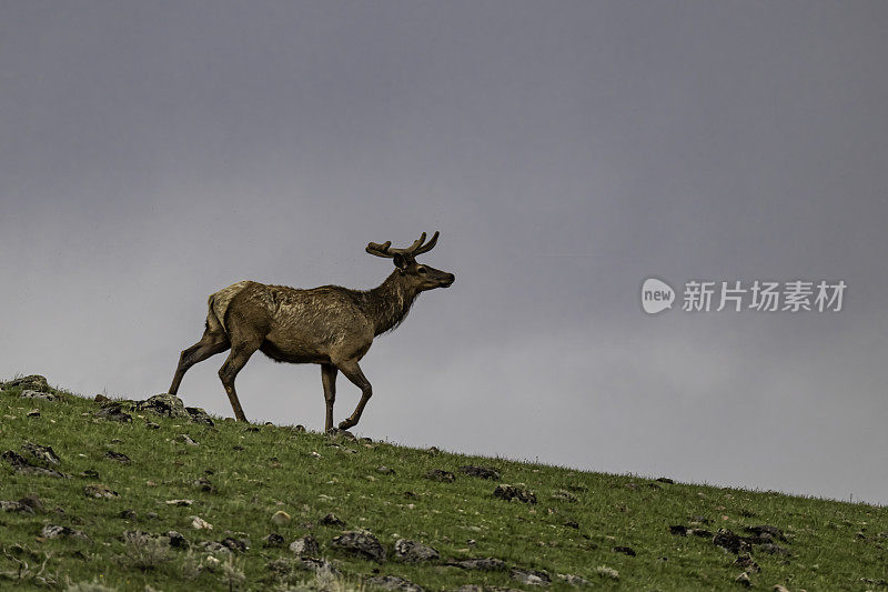 雄性落基山麋鹿(Cervus elaphus)是在落基山脉和黄石国家公园发现的麋鹿亚种。天鹅绒的鹿角。